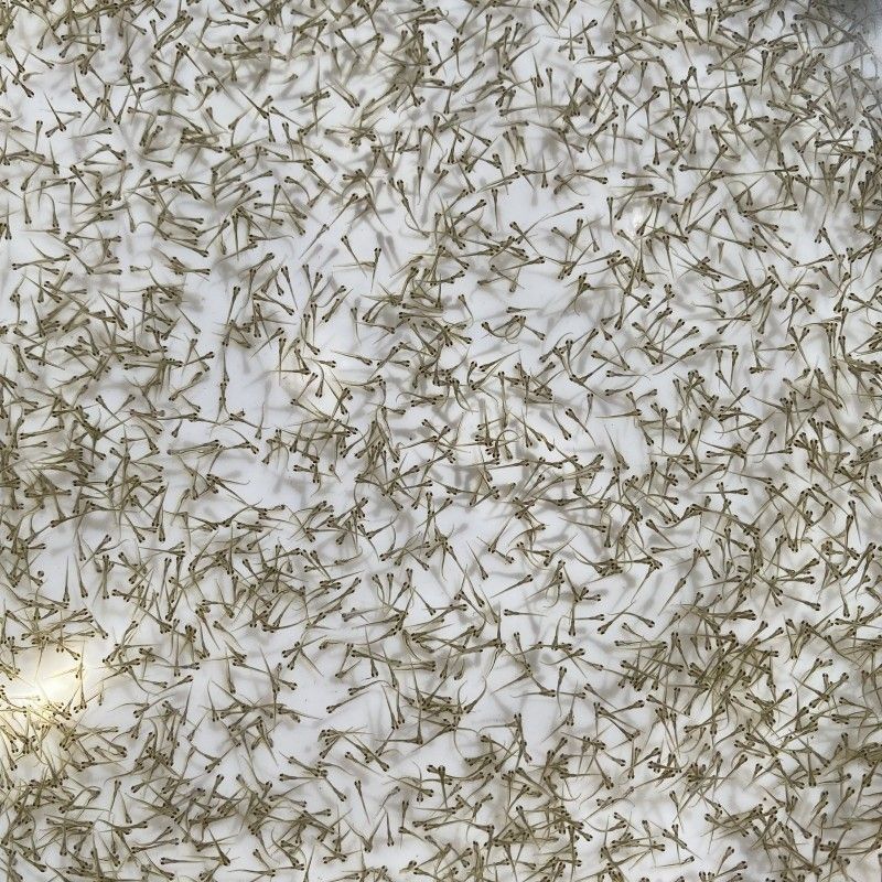 现货速发江鮰鱼苗团鱼水花苗肥沱肥王鱼淮王鱼清江鱼钳鱼苗淡水养