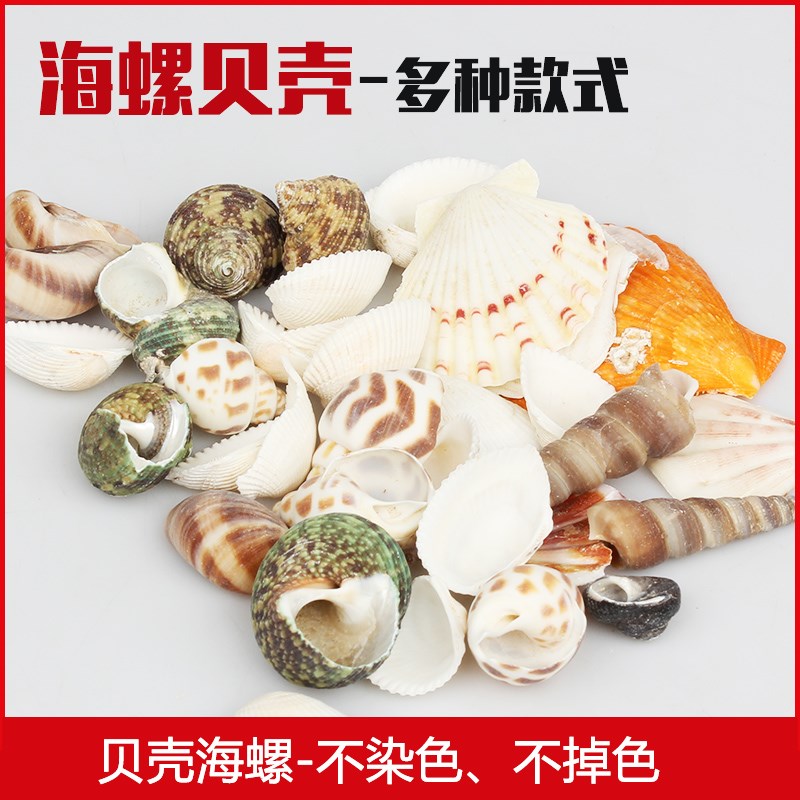 速发水族贝景壳海螺海星鱼缸造贝手工漂流瓶装饰卷箱鱼寄居蟹