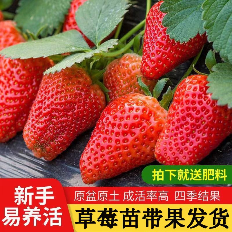 速发草莓苗秧盆栽带果可食用红颜奶油草莓四季结果南北方好养台种