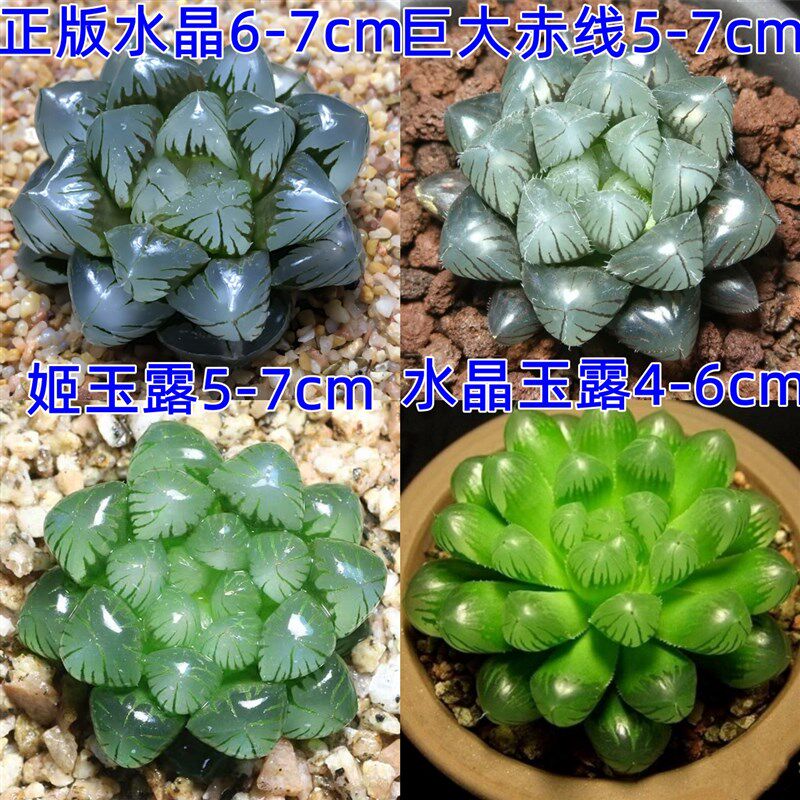 速发绿品多肉植物花莲白玉露锦稀有品种室内台易养护盆栽花精植