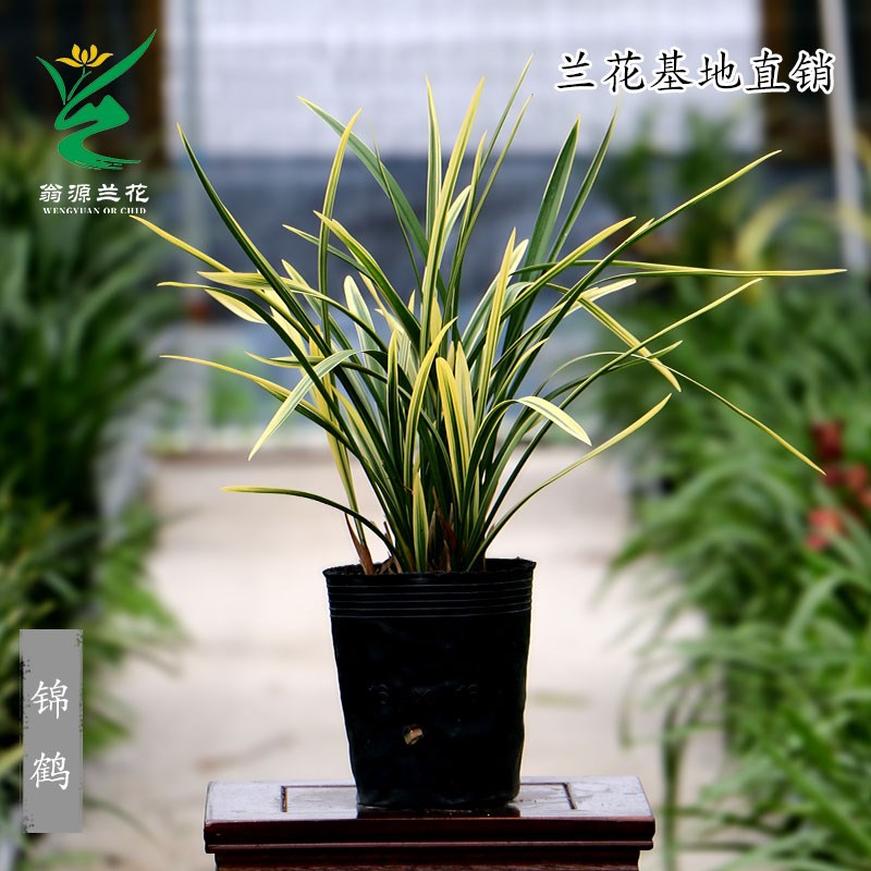 速发喜花里兰花苗【锦l鹤】建兰铭品叶带金边鹤艺开花浓香室内绿