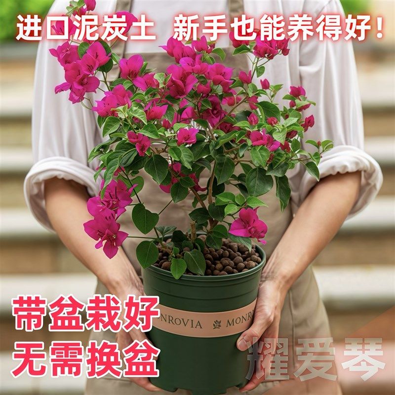 三角梅盆栽带花四季开花绿樱爬藤重瓣老桩大苗红樱安格.斯庭院植,鲜花速递/花卉仿真/绿植园艺,绣球/木绣球/木本植物,淘宝优惠券,粉丝福利购,淘宝优惠卷