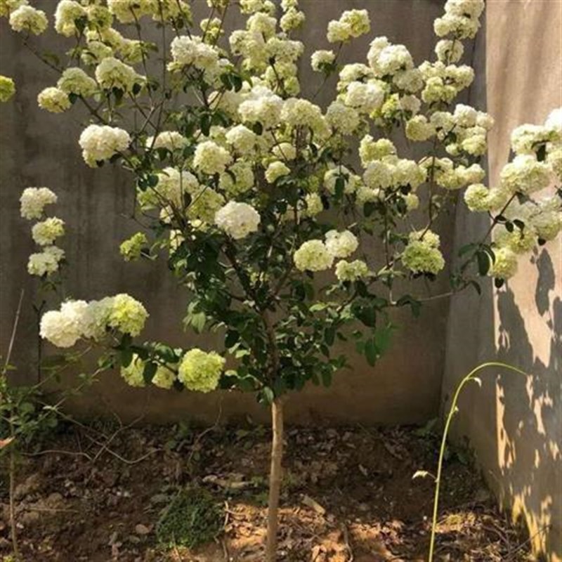 中华木绣球斗球树苗大花独杆树状木本绣球K花庭院别墅风景树绿化