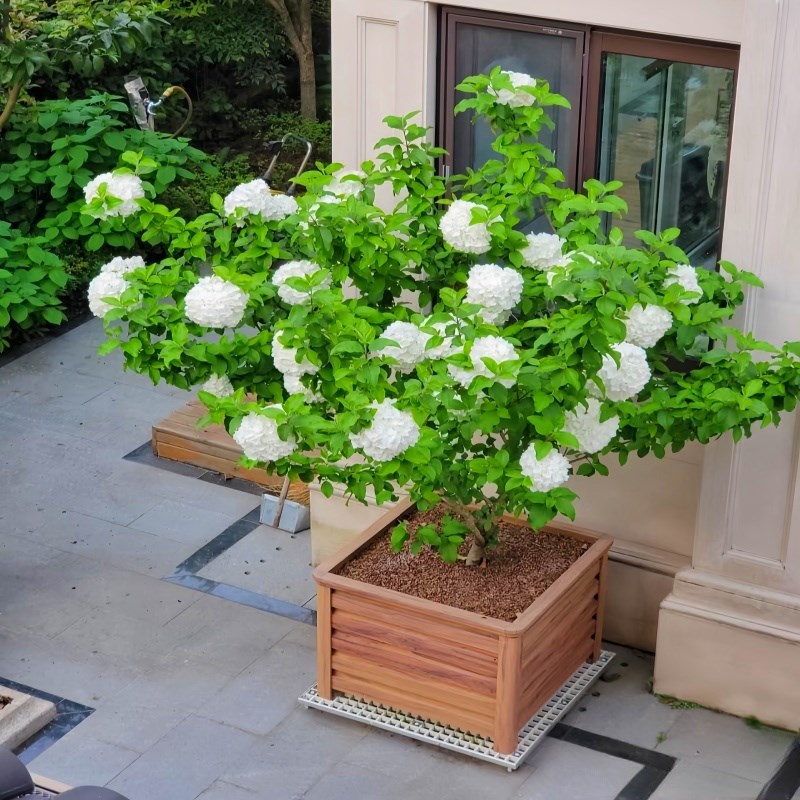 中华木绣球木本绣球m树苗大花斗球别墅阳台庭院盆栽花卉耐寒风景