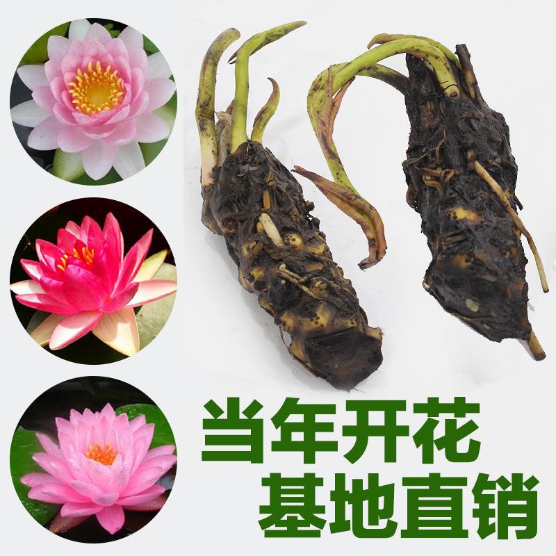 直销新款池塘大睡莲花鱼缸睡莲根块带花苞盆栽水培花卉植物庭院小