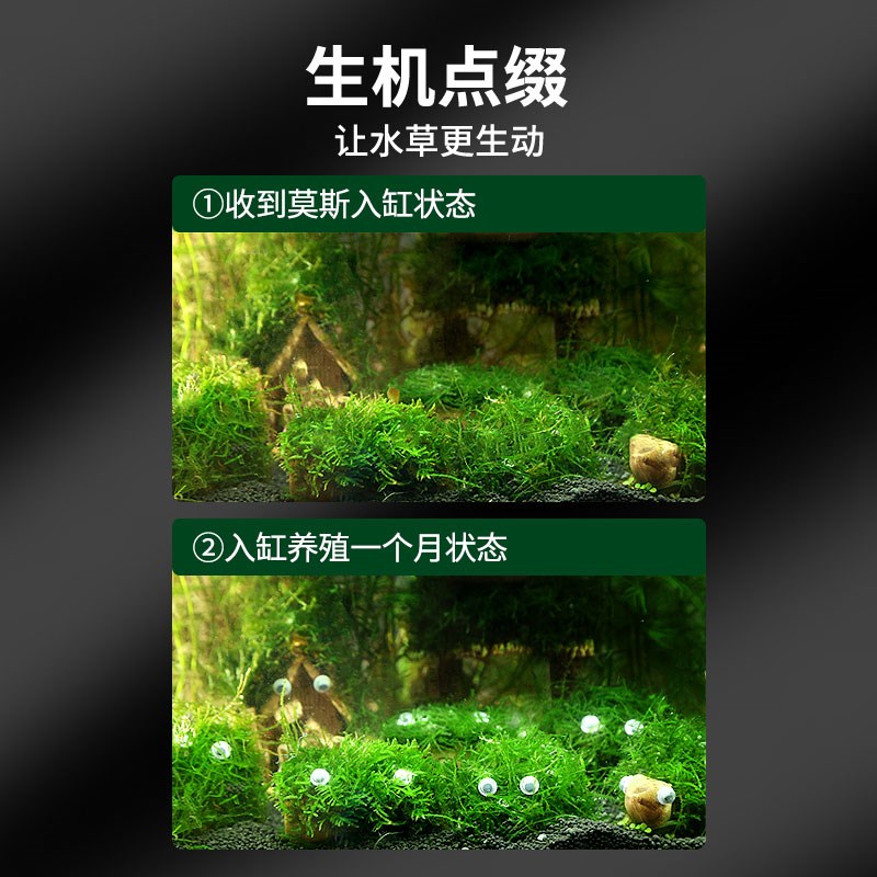 鱼缸水草造景莫斯水草懒人真w植物鱼虾躲避罐虾屋小摆件小鱼躲避