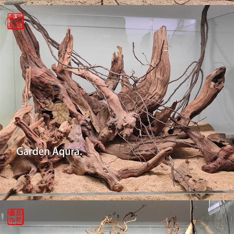 后花园水族南美混乱造景 南美景 原生缸 原生缸定制 鱼缸沉木造景