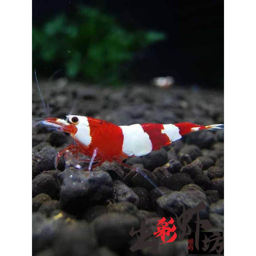 名家血统 海老三段纯血厚甲红白水晶虾淡水观赏虾除藻宠物虾活体