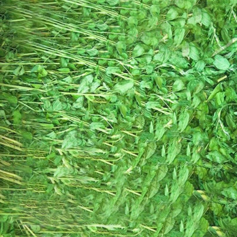 苜蓿草2024年兔子龙猫黑尾土拨鼠牧草兔粮豚鼠饲料干草毛重1000克