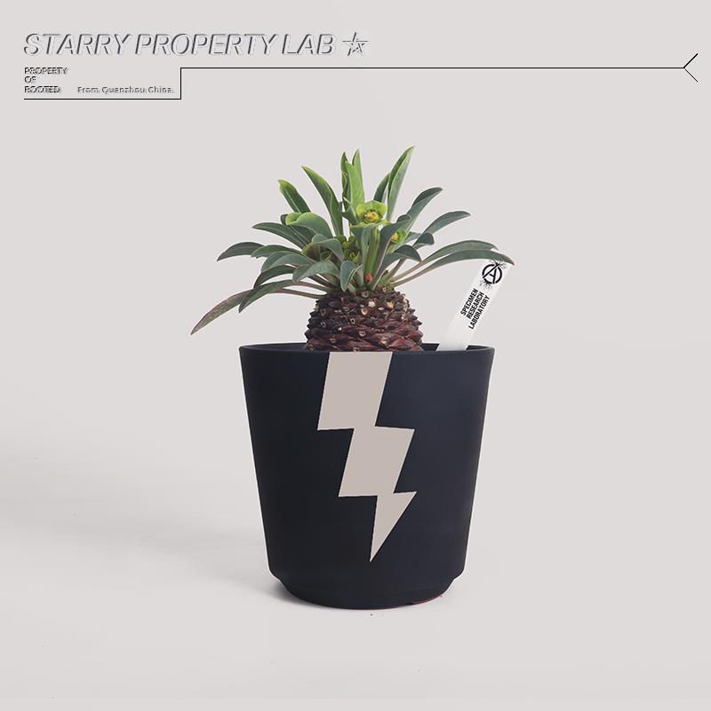 79潮流植物块根花盆植木钵仙人球块根龙舌兰日式黑金木村拓哉陶瓷