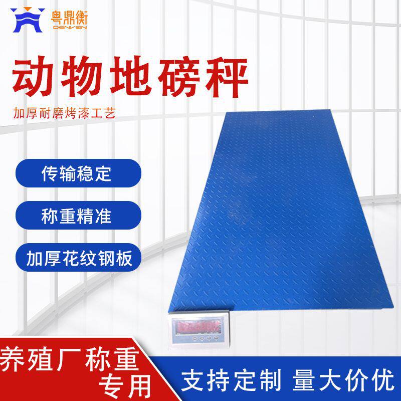 动物地磅秤RFID耳边识别称重系统耳边识别地磅秤带智能触屏
