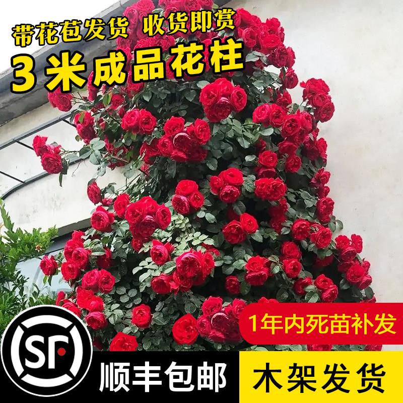 藤本蔷薇特大苗爬藤月季浓香大花欧月玫瑰苗庭院多季开花母本老桩