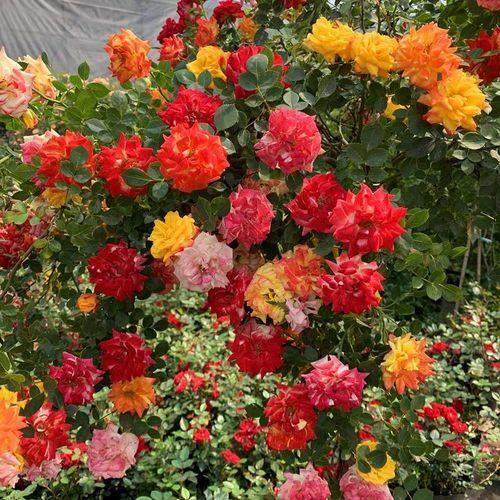 藤本月季藤彩虹植物花苗 大型爬藤月季 庭院多季蔷薇开花带花发货,鲜花速递/花卉仿真/绿植园艺,时令草本花卉,淘宝优惠券,粉丝福利购,淘宝优惠卷