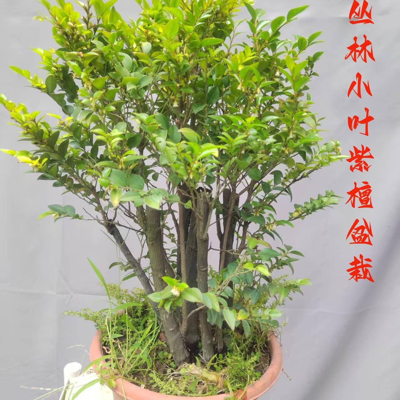 名贵小叶紫檀盆景树桩室内外绿植发财树花卉四季常青老桩造型盆栽