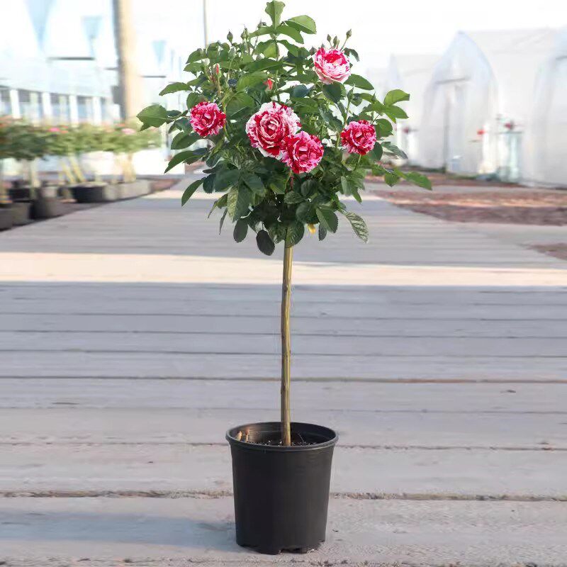 棒棒糖月季花苗树桩月季庭院盆栽风景植物大型四季开花独杆月季树