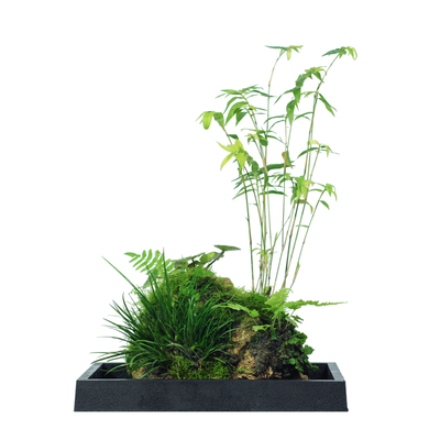 附石菖蒲小盆景配石米竹吸水v石办公室绿植苔藓微景观盆栽水培植