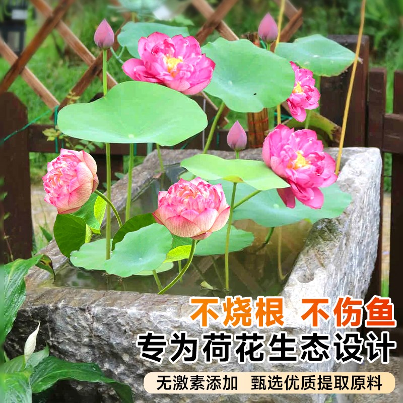 荷花肥料碗莲专用营养液睡莲花水培植物促进开花专用肥花卉水溶肥