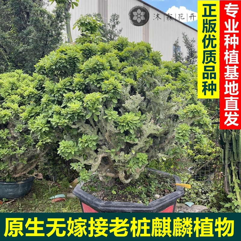 多肉植物麒麟掌麒麟冠盆栽潮汕花旺老桩招财镇宅玉麒麟除甲醛花卉