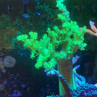 皮革珊瑚圣诞树花环皮革长杆大花C皮革荧光绿须软体海水缸易养新