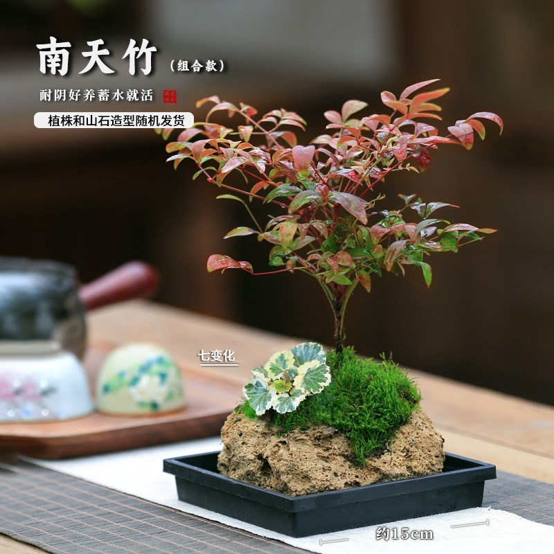 附石盆栽南天竹吸水石盆景假山B桌面绿植水养水陆缸造景懒人绿植