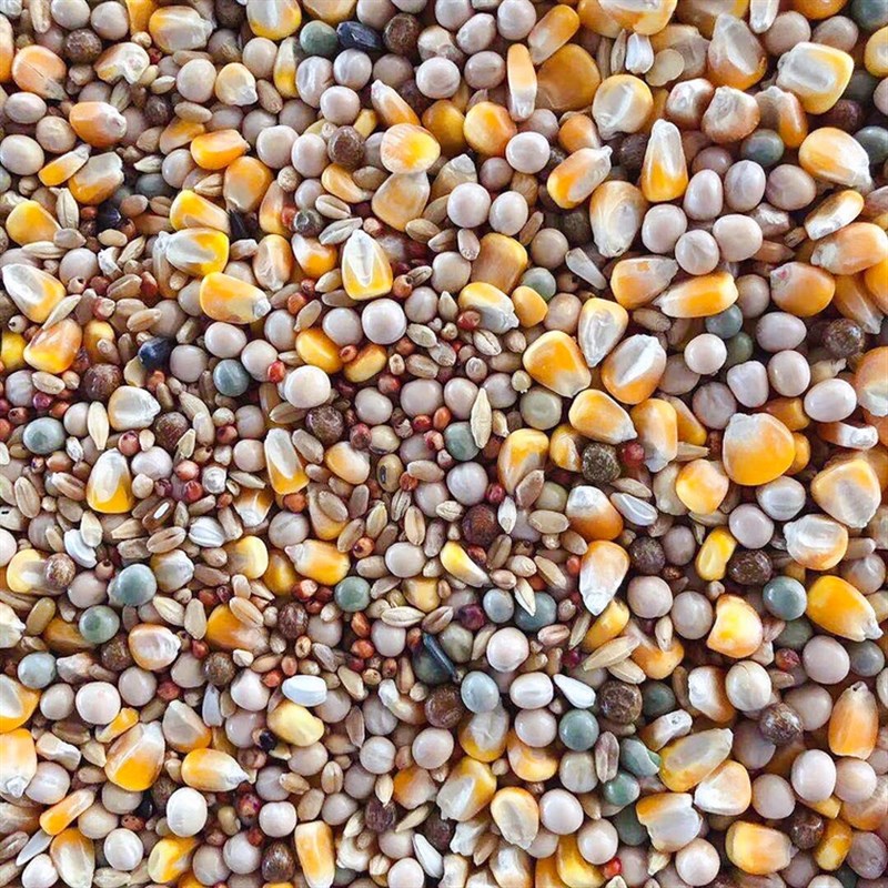 鸽粮枭龙c简易基础营养料鸽子类鸟食高要求者慎拍江浙沪皖50斤