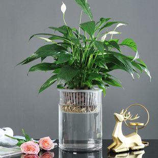 水培植物玻璃瓶子透明直筒圆柱形花瓶简约绿萝花盆U白掌水养缸容