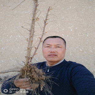 食用苦水玫瑰花苗耐寒耐旱阳台窗台观赏春夏容易栽包Y活苗一颗包