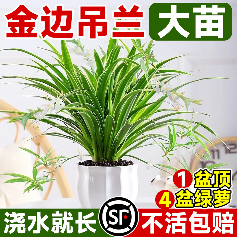 速发金培吊兰盆栽绿垂室内植物植吊适合懒人养的花卉水边好养金丝