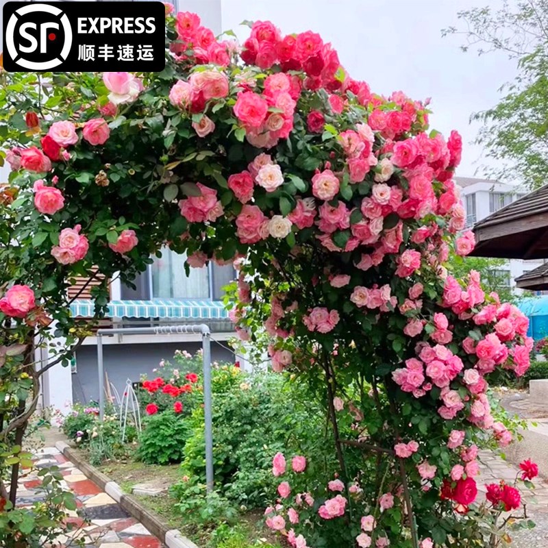 速发樱霞藤本月季花苗特大花浓香四季庭院爬藤大苗蔷薇花苗庭院植