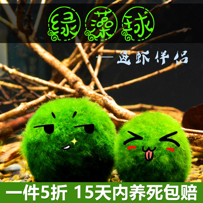 速发绿藻球水草植物鱼缸造景摆件装饰绿藻海藻球苔藓前K阴性水藻