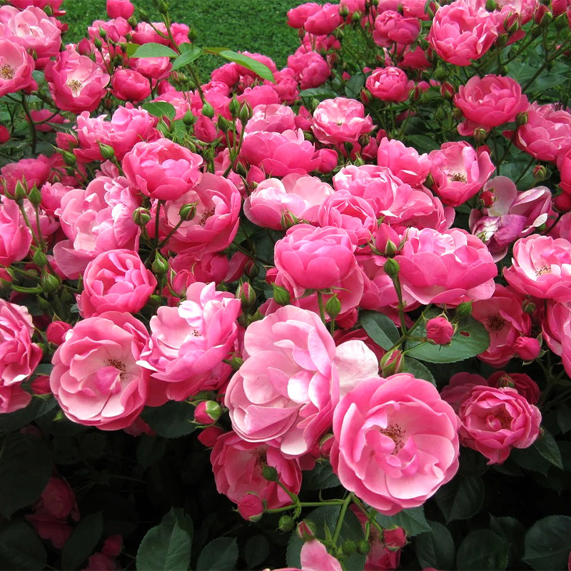 速发爬季月季安吉拉藤本月季花苗盆栽蔷薇四苗花藤开花台庭院花卉