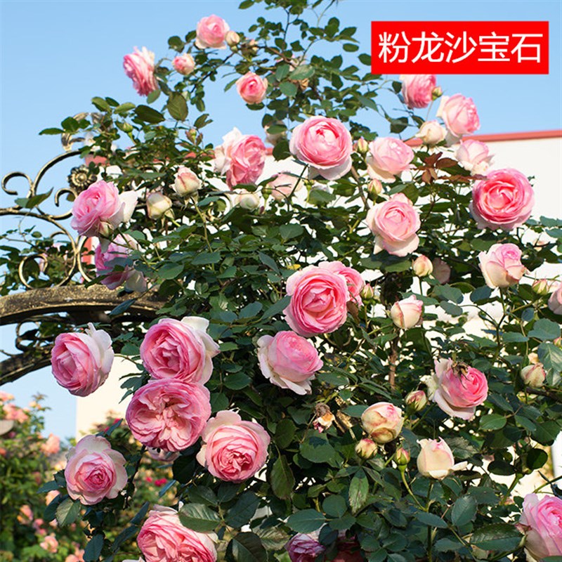 速发欧洲月季 爬藤植物庭院地栽 藤本台花卉多花蔷薇 多季开花 小