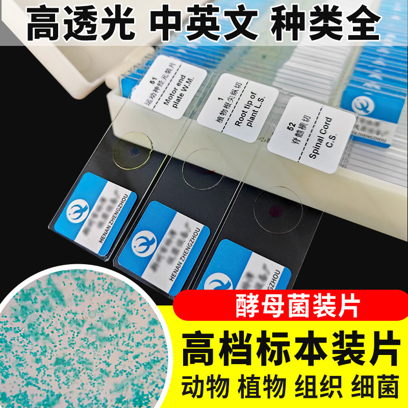 速发酵母菌装片切片生物切片涂片小学初中高中生物科学实验切片显
