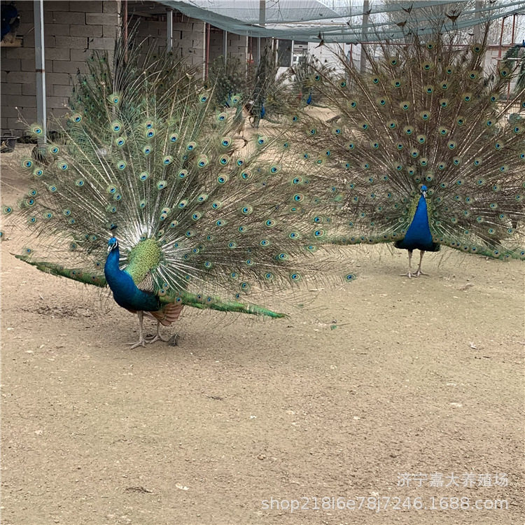 出售成年观赏蓝孔雀苗多少钱一只