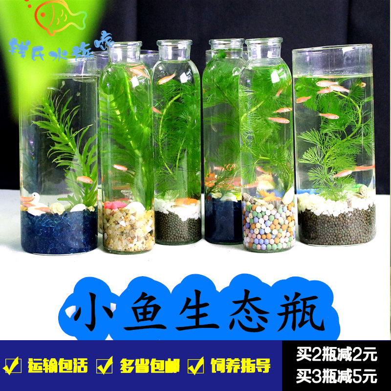 科学生态瓶DIY泰国斗鱼生态微景观斑马金丝玻璃鱼缸迷你小型造景