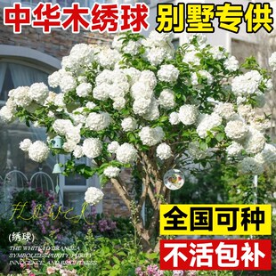 速发中华木绣球花大斗球老桩欧洲木绣球别墅庭院花卉盆栽木本植物