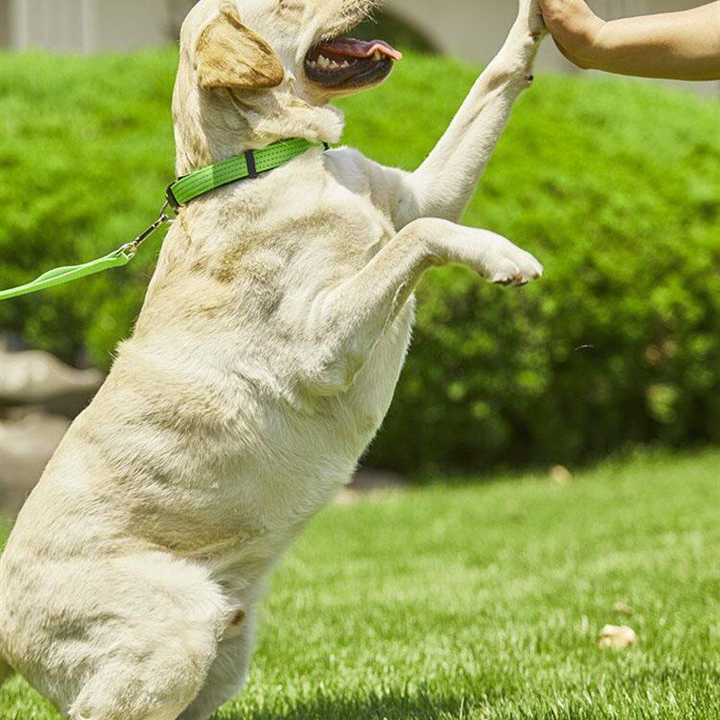 速发Pawimage型项圈颈圈边牧犬型中型小狗大幼犬狗脖圈