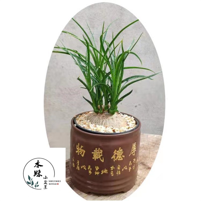 酒瓶兰花盆栽 耐寒植物 耐旱室内办公桌面观叶绿植阳台四季长青