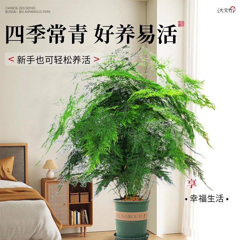 大文竹盆栽四季常青绿植花卉客厅室内办公室盆景植物好养老桩大苗