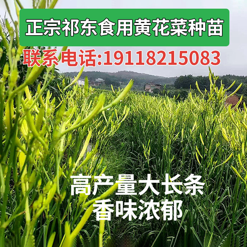 食用黄花菜根苗种苗:金针菜花多年生种苗现挖现发包存活图片
