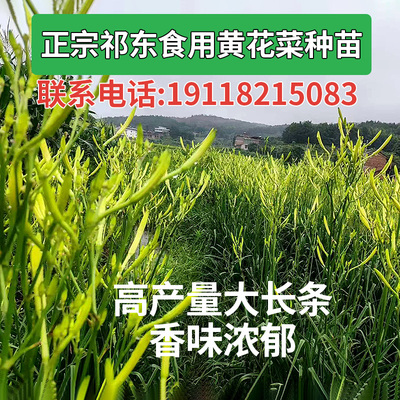 食用黄花菜根苗种苗:金针菜花多年生种苗现挖现发包存活