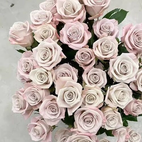 曼塔 月季花苗开花特大花复古灰玫瑰花室内阳台四季盆栽花卉欧月