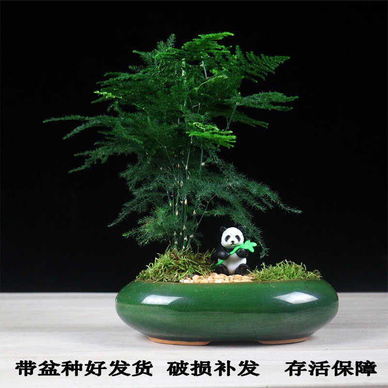 文竹盆栽室内办公室客厅桌面微景观小绿植四季好养文竹盆景小花苗