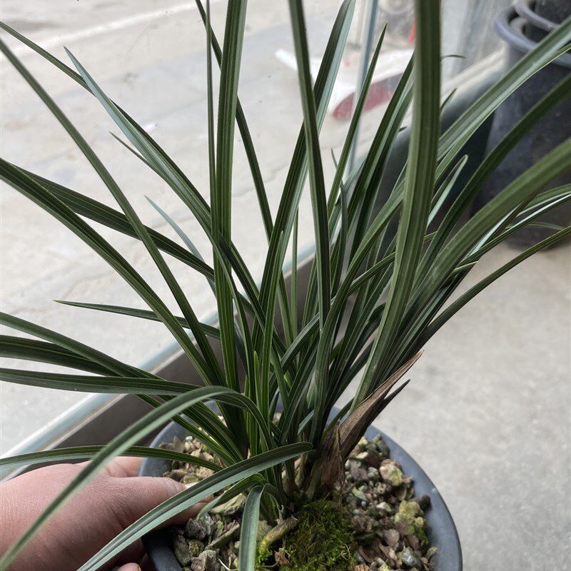 黑皮木纹草惠兰带锯齿高货随州兰花苗