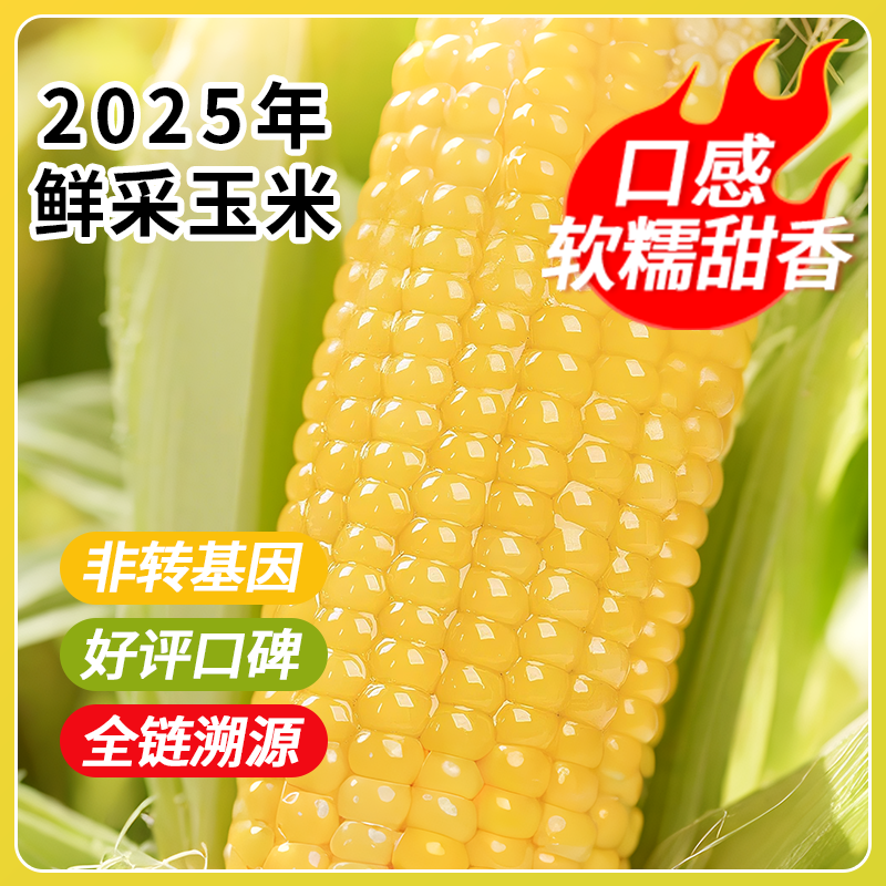 2025 年新采东北黄糯玉米棒 新鲜软糯香甜黏轻食真空速食粗粮代餐