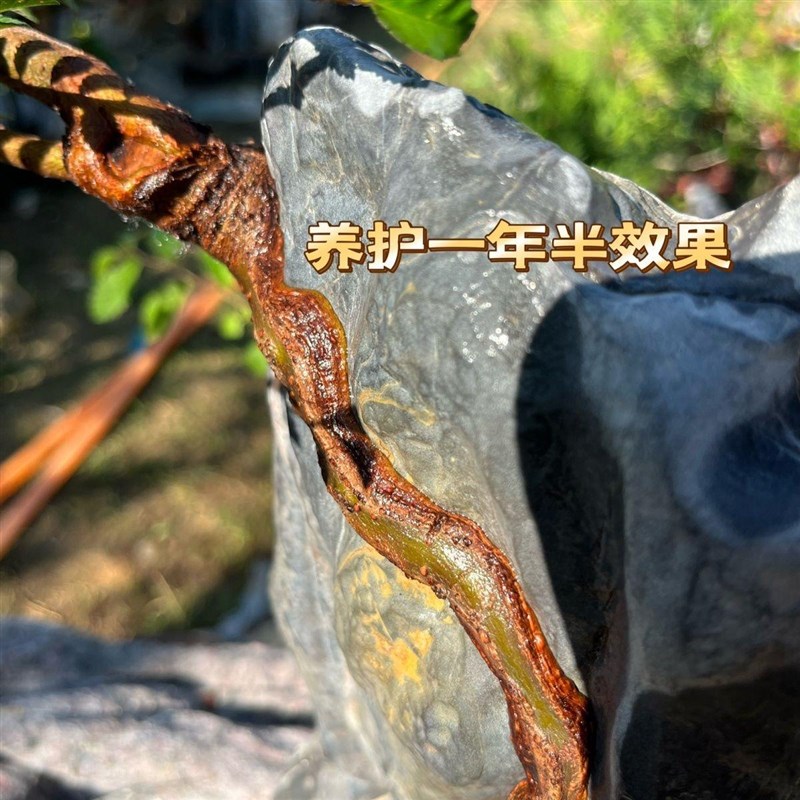 正宗青皮灵e芝榆树苗附石树苗附石小苗植物盆景杯苗绿皮小叶榔榆