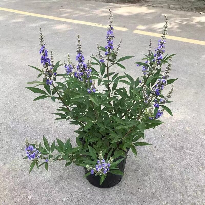 紫色穗花牡荆盆栽j植物树苗薰衣草树苗耐寒耐热庭院阳台树状鼠尾