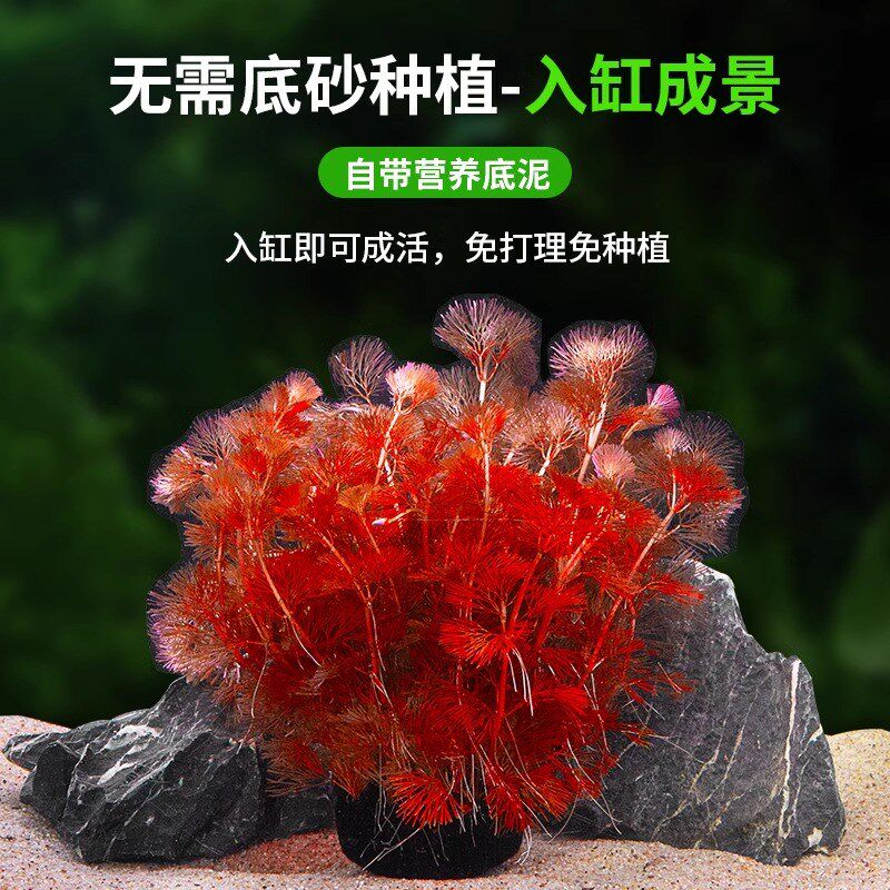 绿菊水罗兰蜈蚣i草鱼缸专用增氧水草无需底砂古法养鱼造景坨草水
