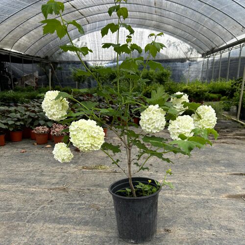 欧洲木绣球 玫瑰绣球花苗盆栽y花 阳台庭院花园可种植花卉耐寒耐