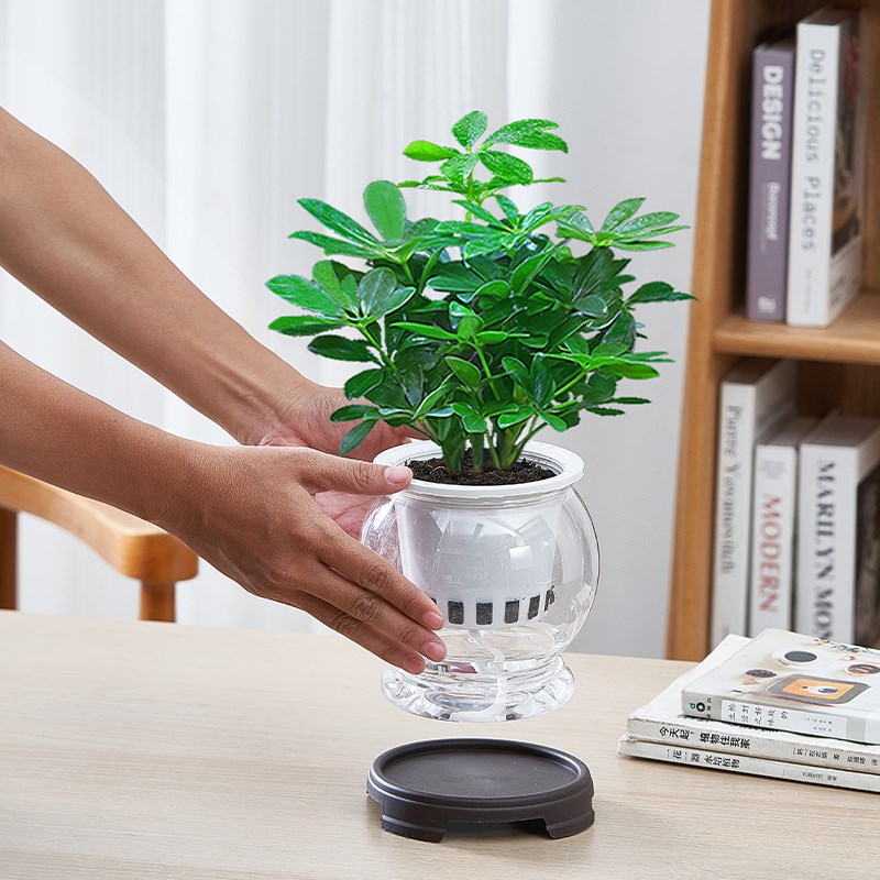 水培八方来财绿植盆栽室内客厅植物花卉四季好养活办公室桌面水养